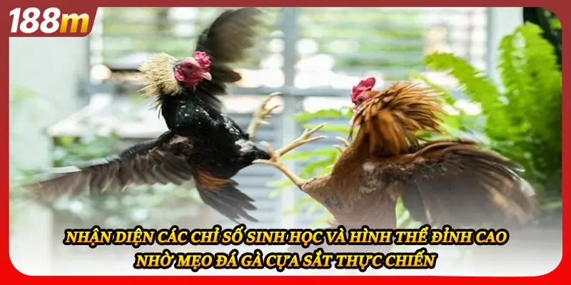 Nhận diện các chỉ số sinh học và hình thể đỉnh cao nhờ mẹo đá gà cựa sắt thực chiến